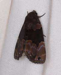 Attēlu rezultāti vaicājumam “Diderma deplanatum”