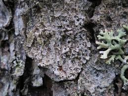 Attēlu rezultāti vaicājumam “Arthonia leucopellaea”