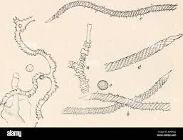 Attēlu rezultāti vaicājumam “Trichia erecta spores”