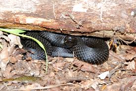 Attēlu rezultāti vaicājumam “Vipera berus”