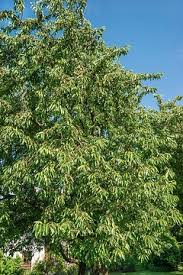 Attēlu rezultāti vaicājumam “Populus x berolinensis”