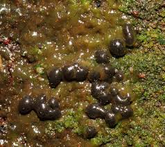 Attēlu rezultāti vaicājumam “Colloderma robustum macro”