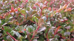 Attēlu rezultāti vaicājumam “Arctostaphylos uva-ursi”