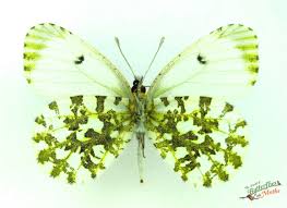 Attēlu rezultāti vaicājumam “Anthocharis cardamines underside”