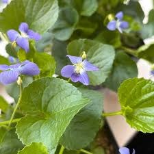 Attēlu rezultāti vaicājumam “Viola sororia”