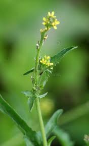 Attēlu rezultāti vaicājumam “Sisymbrium volgense flower”