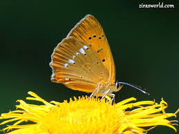Attēlu rezultāti vaicājumam “Lycaena virgaureae”