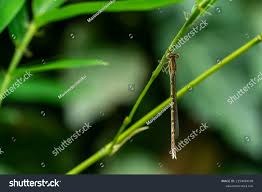 Attēlu rezultāti vaicājumam “Sympecma paedisca”