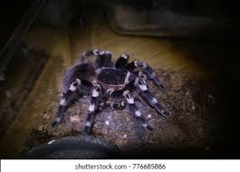 Znalezione obrazy dla zapytania geniculata