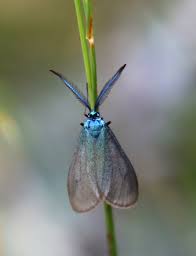 Attēlu rezultāti vaicājumam “Adscita statices”