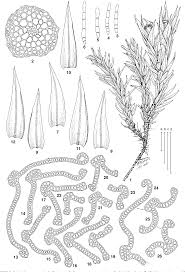 Attēlu rezultāti vaicājumam “Schistidium apocarpum”