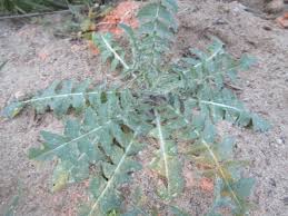 Attēlu rezultāti vaicājumam “Sisymbrium altissimum leaf”