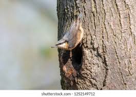 Attēlu rezultāti vaicājumam “Sitta europaea nest”