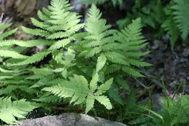 Attēlu rezultāti vaicājumam “Phegopteris connectilis”