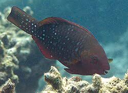 Image result for Scarus trispinosus