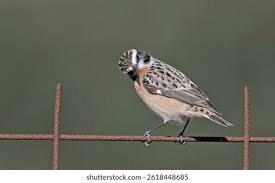 Attēlu rezultāti vaicājumam “Saxicola rubetra adult”