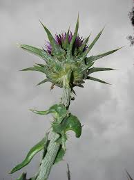 Attēlu rezultāti vaicājumam “Silybum marianum fruit”