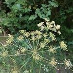 Attēlu rezultāti vaicājumam “Peucedanum oreoselinum flower”
