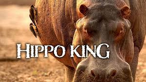 Image result for king hippo