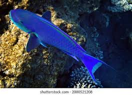 Image result for Chlorurus gibbus