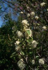 Attēlu rezultāti vaicājumam “Fothergilla major”