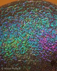 Attēlu rezultāti vaicājumam “Diderma tigrinum spores”