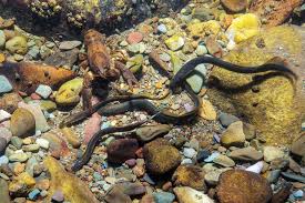 Attēlu rezultāti vaicājumam “Lampetra planeri”