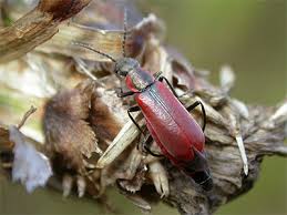 Attēlu rezultāti vaicājumam “Anthocomus rufus”