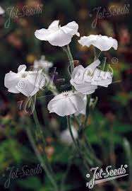 Image result for Lychnis coronaria alba