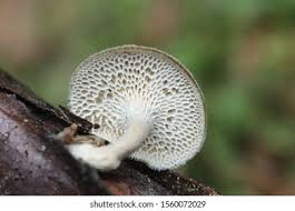 Attēlu rezultāti vaicājumam “Polyporus brumalis”