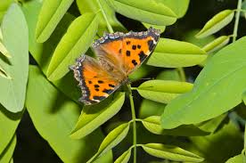 Attēlu rezultāti vaicājumam “Nymphalis xanthomelas underside”
