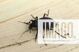 Attēlu rezultāti vaicājumam “Blaps mortisaga”