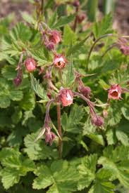Image result for Geum rivale
