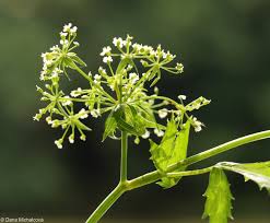 Attēlu rezultāti vaicājumam “Berula erecta leaf”