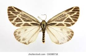 Attēlu rezultāti vaicājumam “Spiris striata”