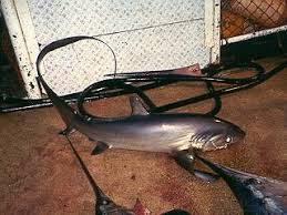 Image result for Alopias pelagicus