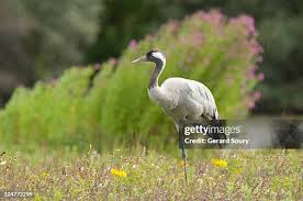 Attēlu rezultāti vaicājumam “Grus grus adult”