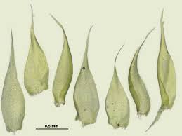 Attēlu rezultāti vaicājumam “Pylaisia polyantha”