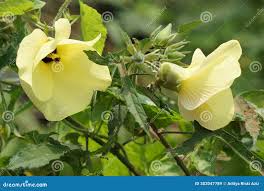 Image result for Abelmoschus moschatus