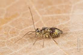 Attēlu rezultāti vaicājumam “Metylophorus nebulosus”