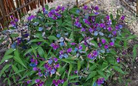 Attēlu rezultāti vaicājumam “Lathyrus vernus”