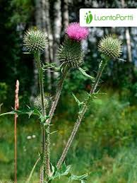 Attēlu rezultāti vaicājumam “Cirsium vulgare flower”