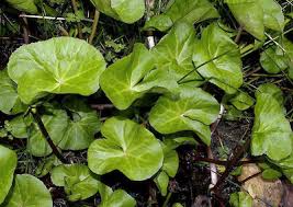 Attēlu rezultāti vaicājumam “Caltha palustris leaf”