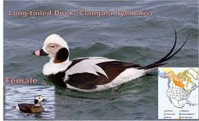 Attēlu rezultāti vaicājumam “Clangula hyemalis”