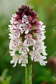 Attēlu rezultāti vaicājumam “Orchis ustulata”