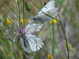 Attēlu rezultāti vaicājumam “Aporia crataegi male”