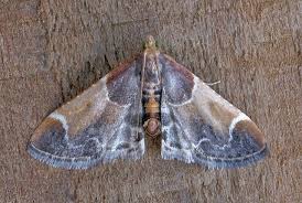 Attēlu rezultāti vaicājumam “Pyralis farinalis”