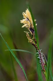 Attēlu rezultāti vaicājumam “Carex caryophyllea fruit”