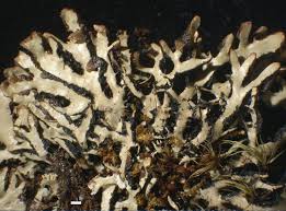 Attēlu rezultāti vaicājumam “Hypogymnia vittata”