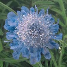 Image result for Scabiosa col.`Butterfly Blue`